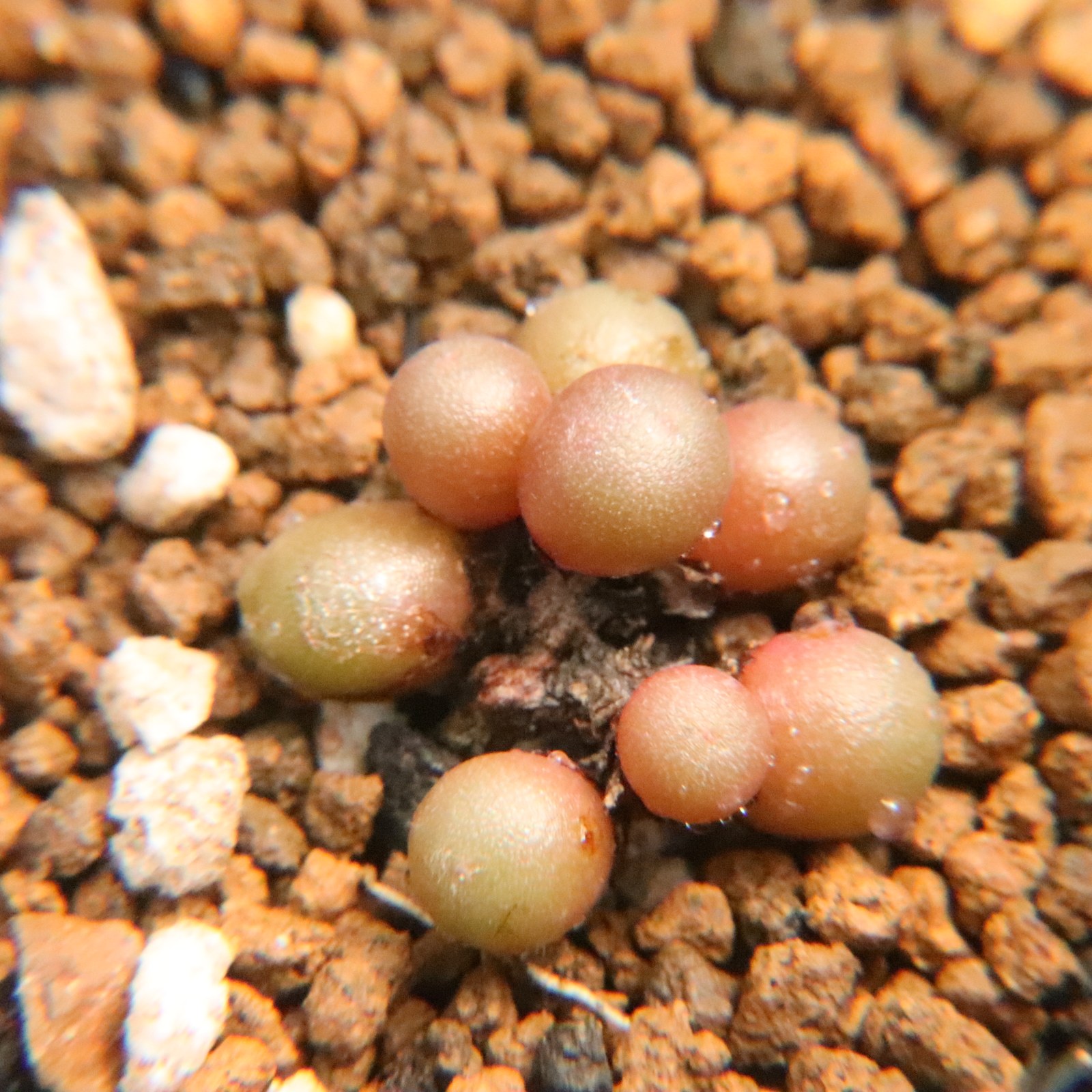 8.22更新  小葡萄 猴脸 超墨 肉锥群生多肉植物 一物一拍带盆发