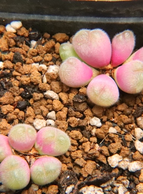 6.26更新 长毛短毛毛翠滴 多肉植物肉锥状态好红色 一物一拍带盆