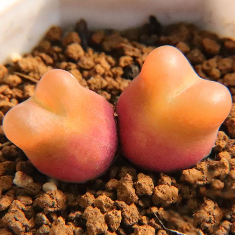 群生毛汉尼特价】一物一拍