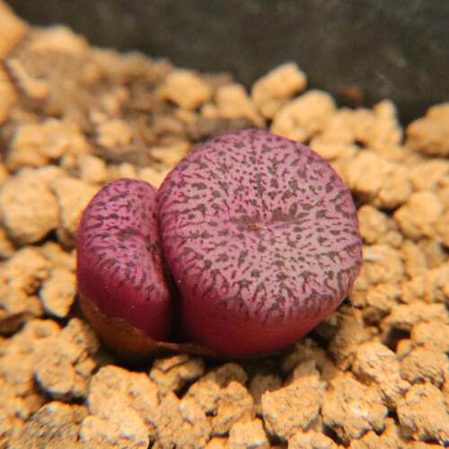 优选安珍~特价组合荷叶密纹