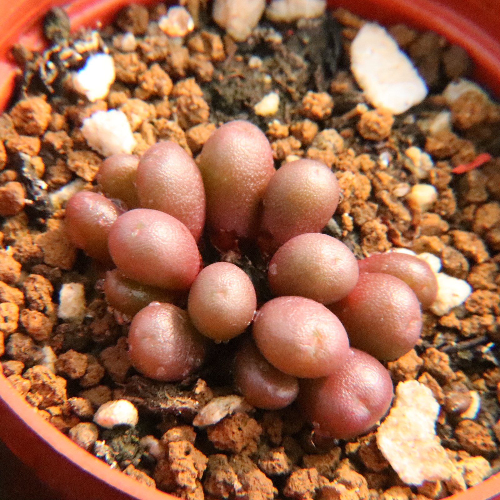 9.16更新 小葡萄 毛翠滴 群生多肉植物番杏科肉锥 一物一拍带盆发