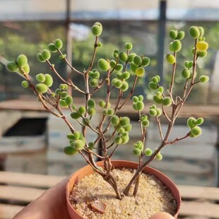 特价【糖球 】 一物一拍 正版糖球枝干枝杆番杏  多肉植物 48包邮