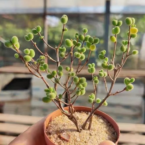 特价糖球枝干番杏多肉植物