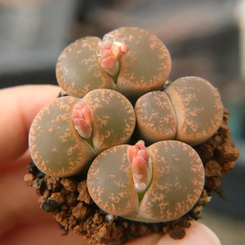 生石花大群生母本】一物一拍