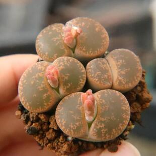 生石花大群生母本】一物一拍 紫熏、紫饼干、冰橙、赤阳玉等 多肉