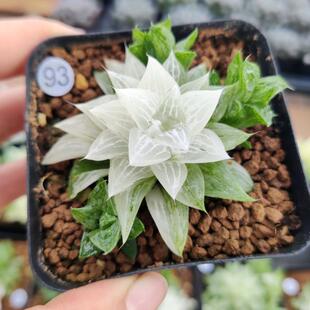 玉露锦、寿锦 一物一拍】精选十二卷锦 白斑玉露 多肉植物 考拉农