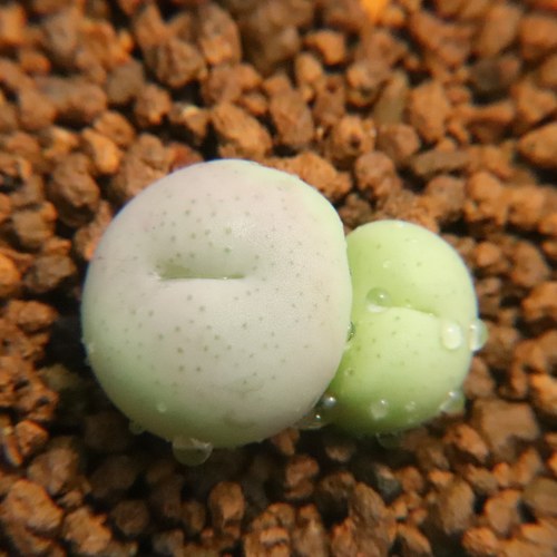 单头小群肉锥灯泡拉登水蜜桃