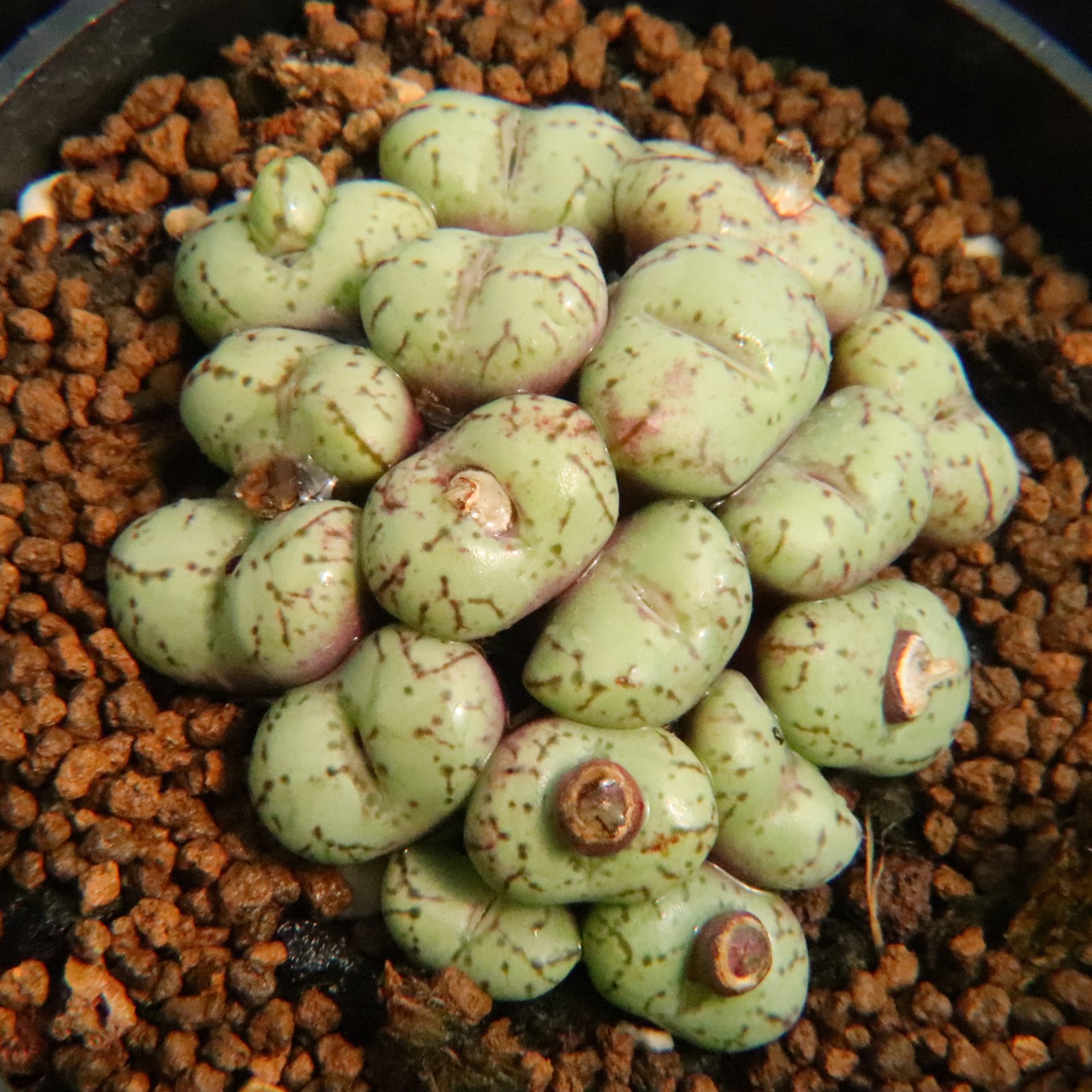 特价】安珍大群生 黑点红纹肉锥群 多肉植物 番杏科 一物一拍带盆