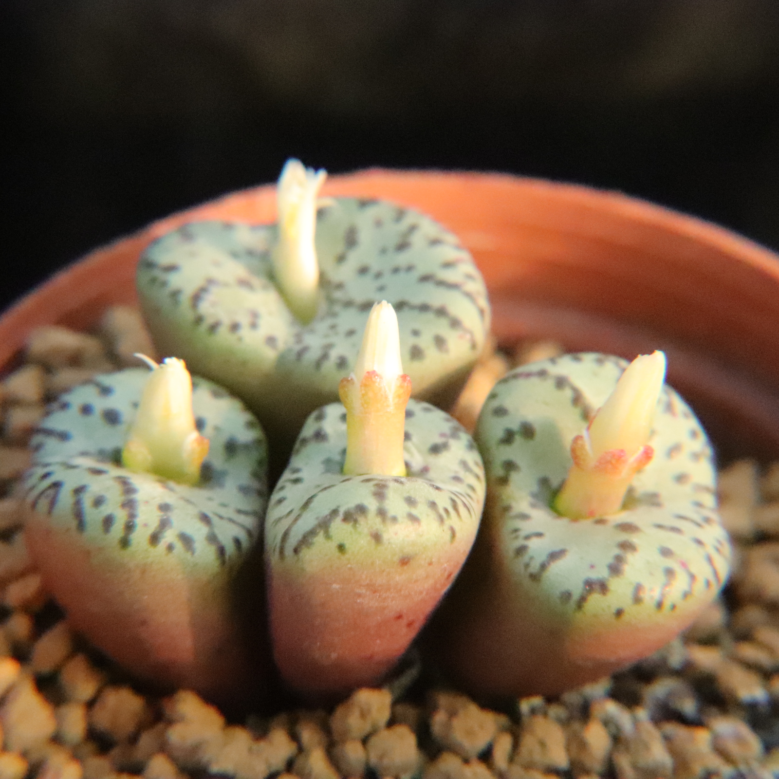 肉锥好养小红嘴超墨安珍