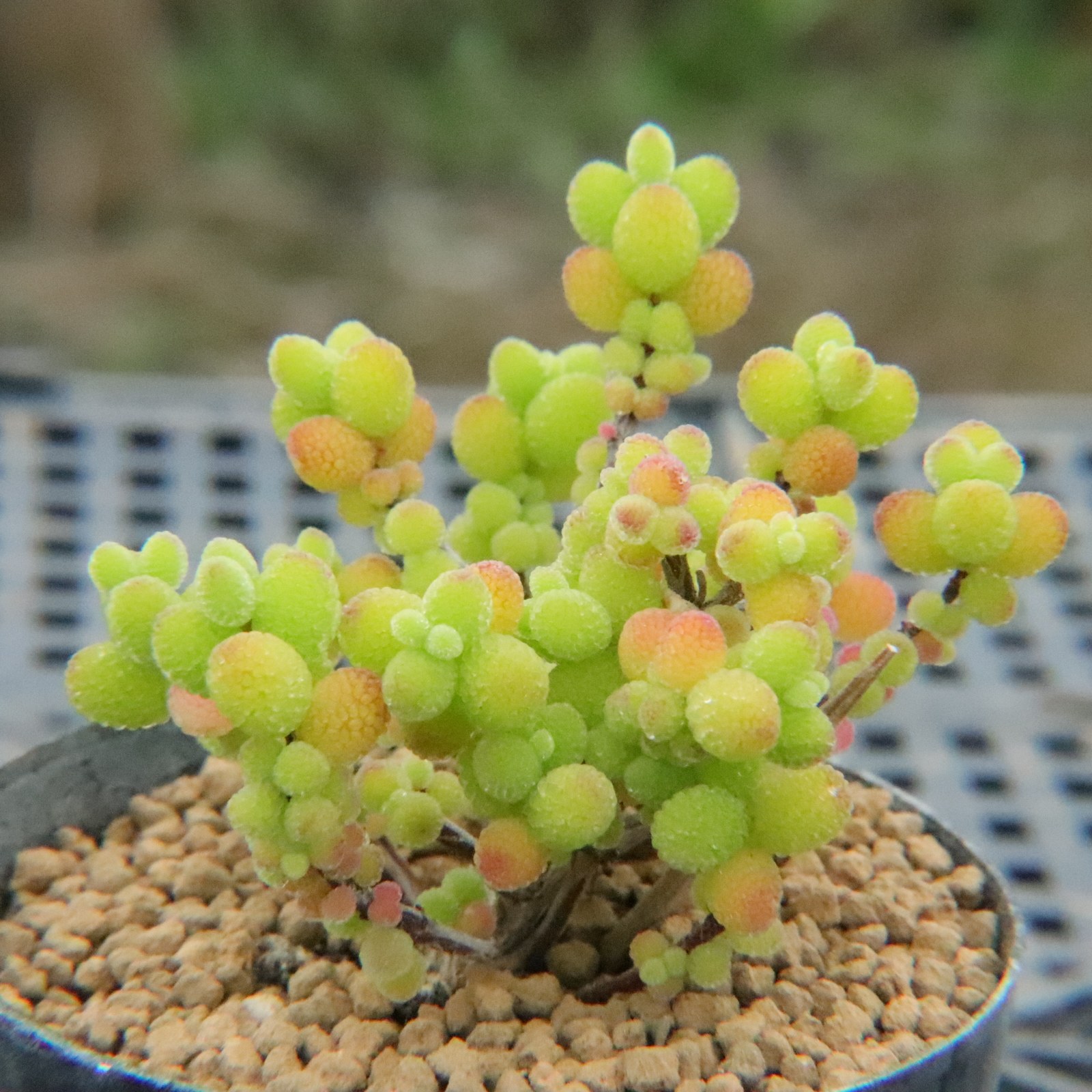 4.27更新  密叶蜜橘金桔糖球 冰晶 枝干番杏多肉植物树桩一物一拍