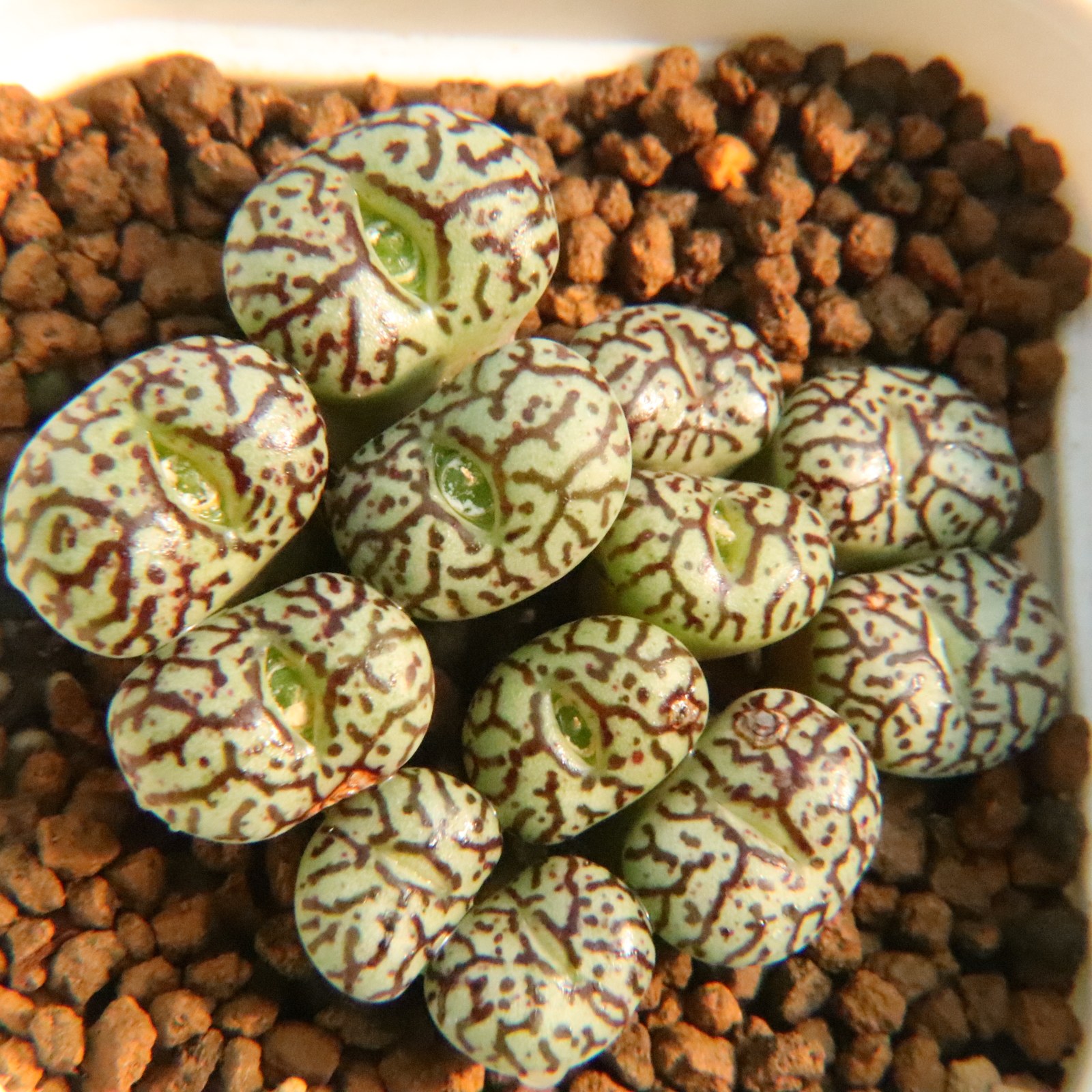 1.15更新 超墨 超级墨小锤特价 群生肉锥多肉植物一物一拍带盆发