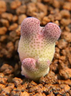 园艺 955D斑马】一物一拍 出状态会红 肉锥 草莓 龙猫 斑马 考拉