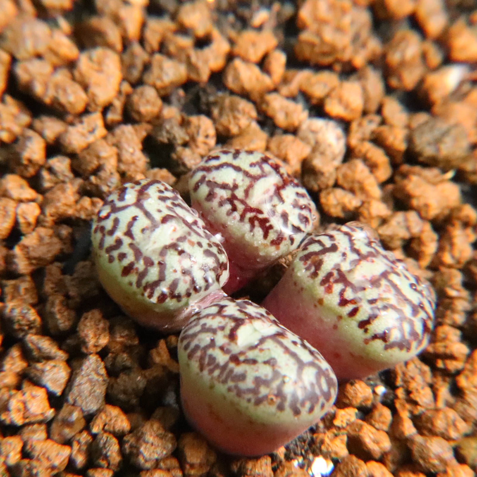 超墨小群生 超级墨小锤 肉锥群母本 多肉植物番杏科一物一拍考拉