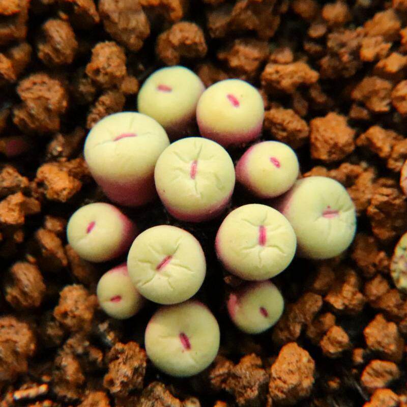 优选小红嘴】一物一拍 香肠嘴肉锥 小型可爱品种 多肉植物 盆栽,鲜花速递/花卉仿真/绿植园艺,多肉植物,淘宝优惠券,粉丝福利购,淘宝优惠卷