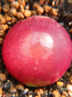 12.25更新 特价状态好大灯泡 红灯泡 单头母本 多肉肉锥一物一拍