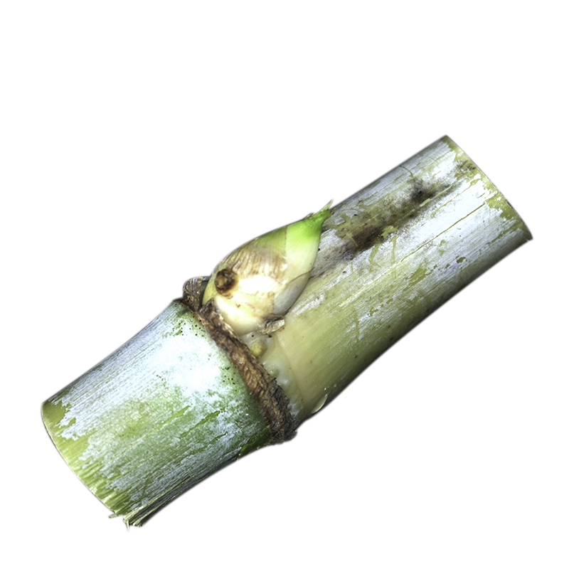 耐寒一号甜象草3号种巨菌草皇竹草多年生四季常青高产牧草喂牛羊