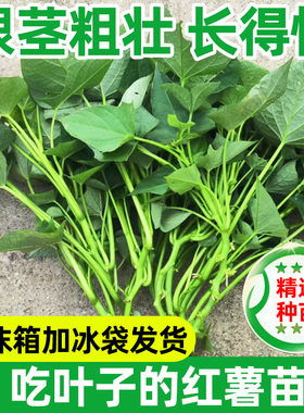 食用红薯叶苗专吃叶子的食叶型番薯叶地瓜苗秧红苕尖种蔬菜福薯18