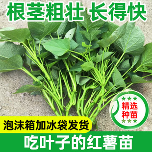 食用红薯叶苗专吃叶子的食叶型番薯叶地瓜苗秧红苕尖种蔬菜福薯18