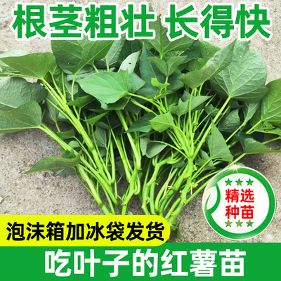 福薯18吃叶品种红薯藤苗包活