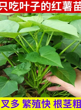 吃叶红薯苗专吃叶的番薯叶苗食叶型地瓜苗秧红苕尖种子苗蔬菜包邮