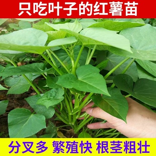 吃叶红薯苗专吃叶的番薯叶苗食叶型地瓜苗秧红苕尖种子苗蔬菜包邮