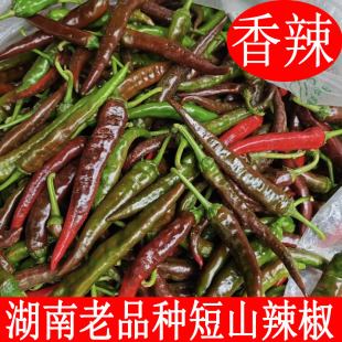 青紫红土山辣椒特香辣湖南本地农家自种老品种辣子新鲜特薄皮蔬菜