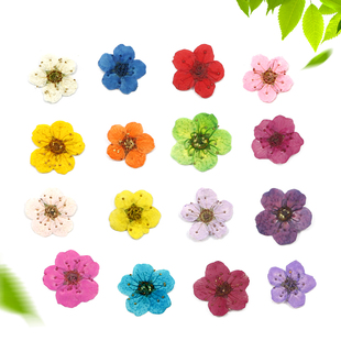 小梅花水仙花真花押花压花干花滴胶手 机壳手工吊坠手链diy材料包