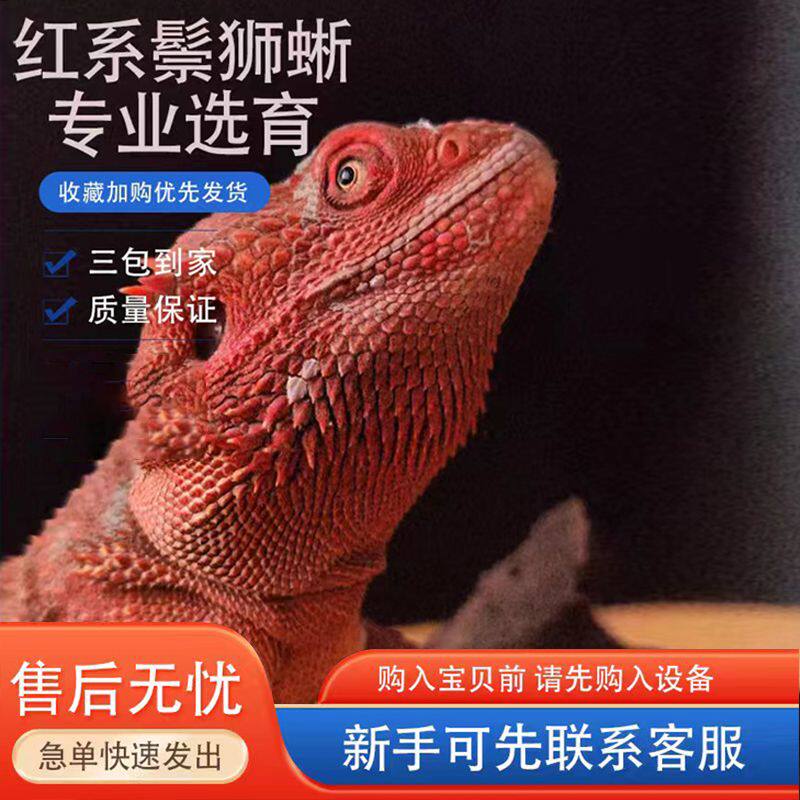 蜥蜴红系鬃狮蜥蜴活体宠物爬宠活物温顺爬行动物