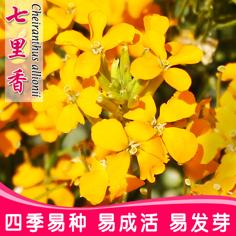 七里黄种子四季易种室外庭院阳台易活花种景观花海花籽子