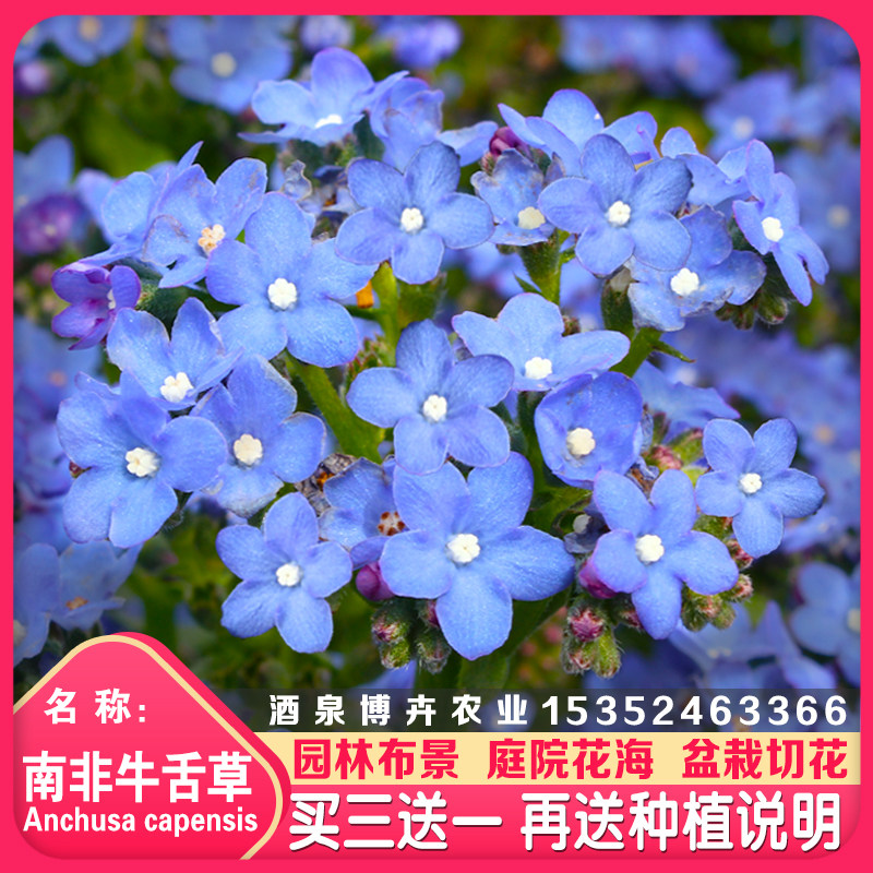 南非牛舌草种子四季易种室外庭院阳台易活景观花海花籽