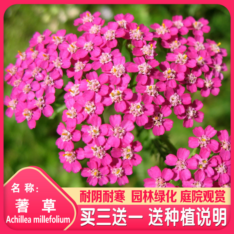 蓍草种子混色多年生锯草花种子四季易种耐寒花卉秋播植物花草种籽