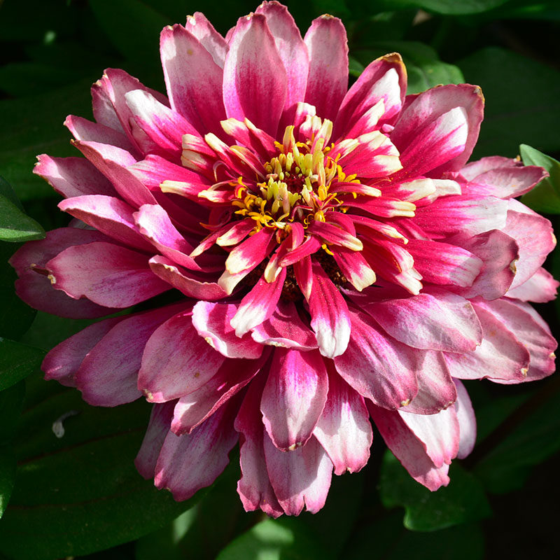 百日草花种子破损百日菊花籽四季易种室外庭院阳台盆栽步步高种籽