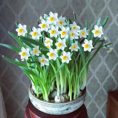 Hyacinthbulbsforhydroponicorsoil-based cultivation of plants