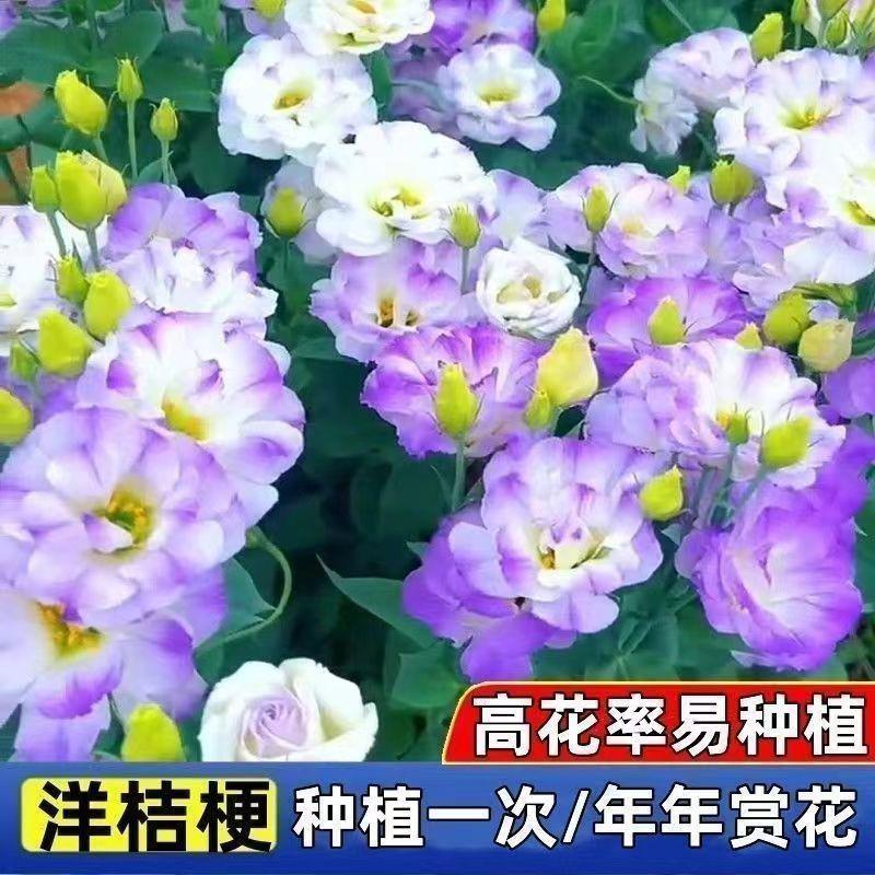 Platycodon grandiflorus seeds, prickly free rose seeds, ind