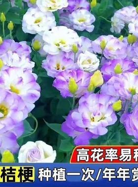 Platycodon grandiflorus seeds, prickly free rose seeds, ind