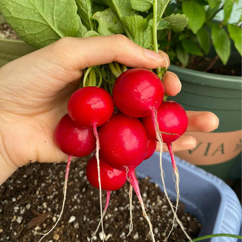 Selling various radish seeds suitable for year-round plantin
