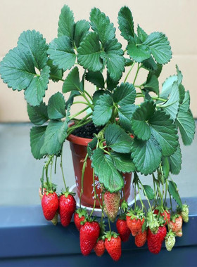 草莓苗植带盆带土四季结果盆栽室内奶油草莓秧庭院阳台南北方种植