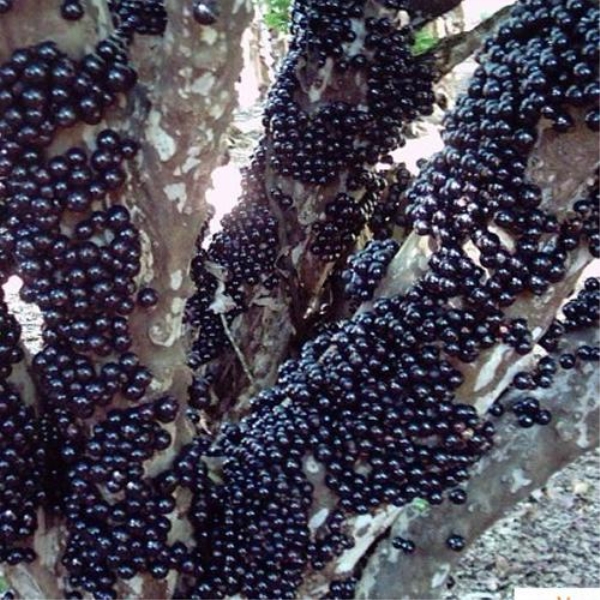 台湾嘉宝果树苗早生四季加宝果 庭院盆栽果树苗 树葡萄南北方种植