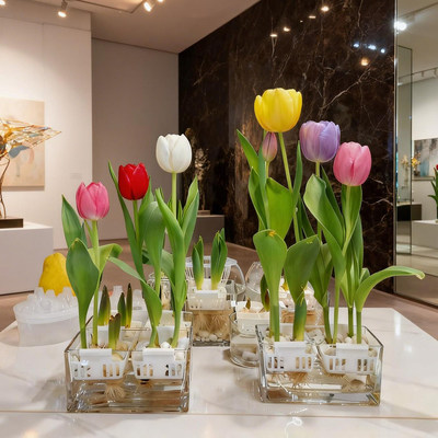 Imported tulip bulbs potted for year-round planting