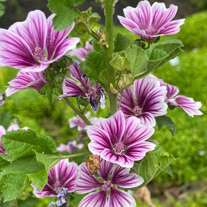 「自带柔光复古滤镜」锦葵 粉紫浪漫播种机 开花如旧时光衬裙