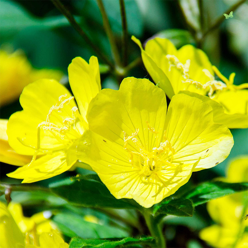 夜来香种子黄晚樱花月见草籽待芝麻芳香花坛室外盆栽庭院花卉园艺