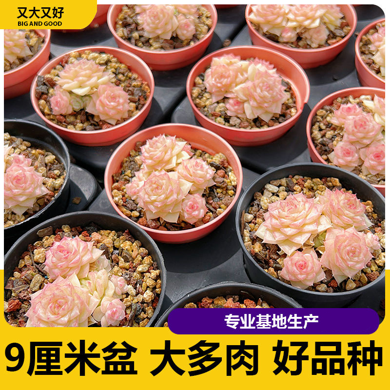 肉多真玉露仙人星兜球掌带盆子栽海外解压绿色植大株物老桩稀有