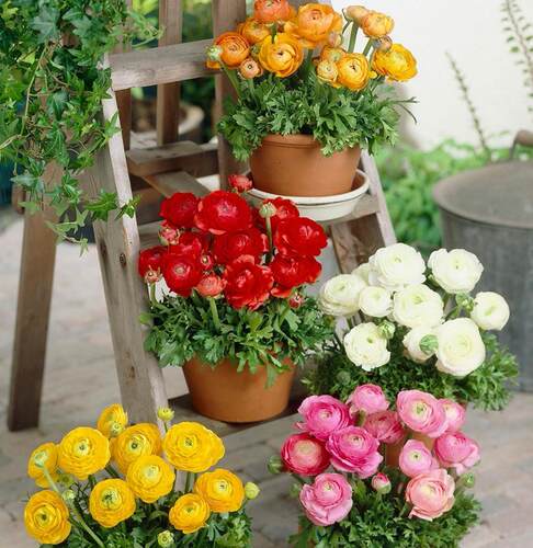 Supply of imported Ranunculus japonicus bulbs, easy to grow