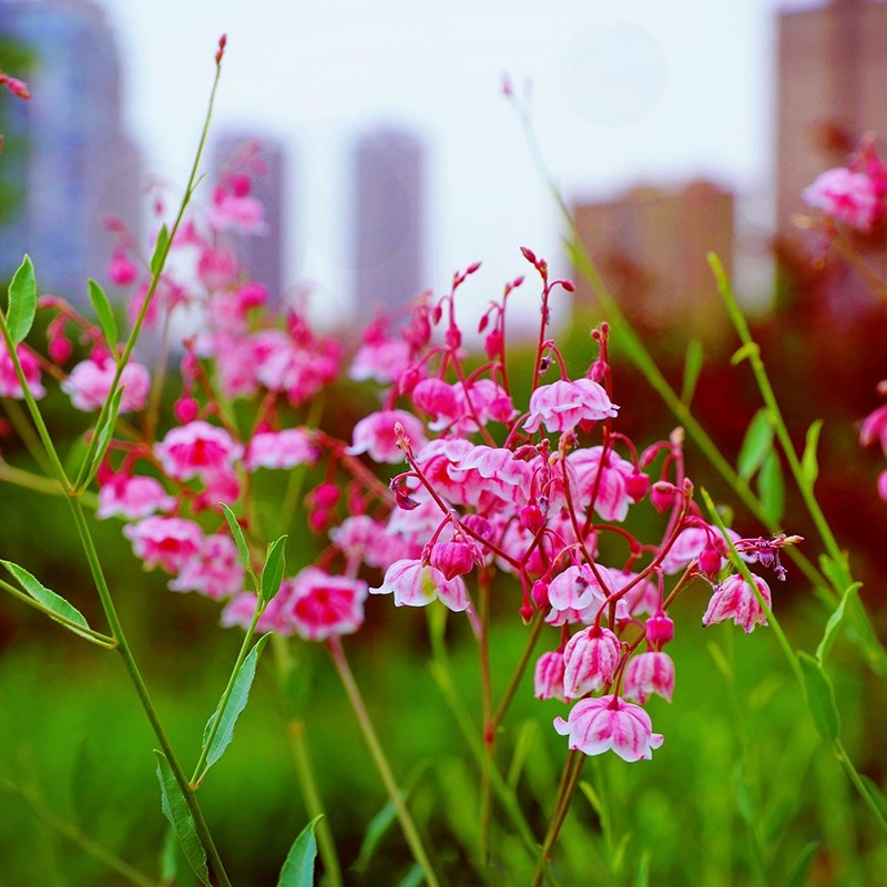 阳台药用观赏双宝 大花罗布麻自然风“鲜切花新宠
