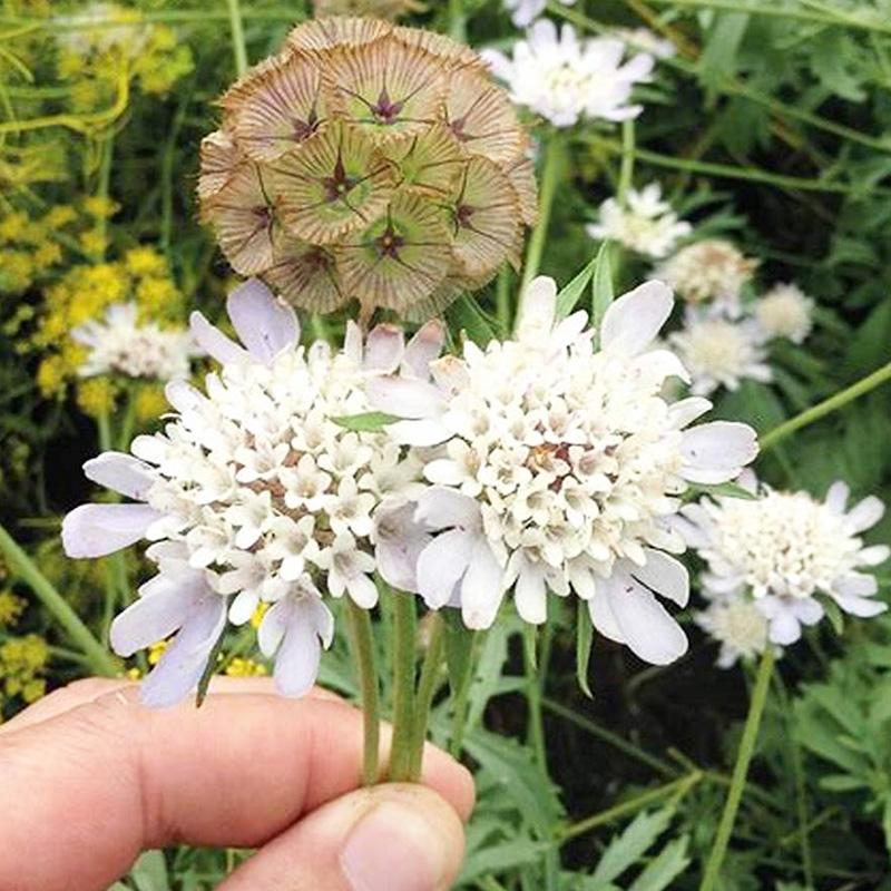 「自然的小风车」星花轮峰菊松虫紫盆紫枕花 随风旋转的野趣