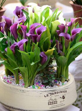 Supply calla lily bulbs, easy to grow all year round