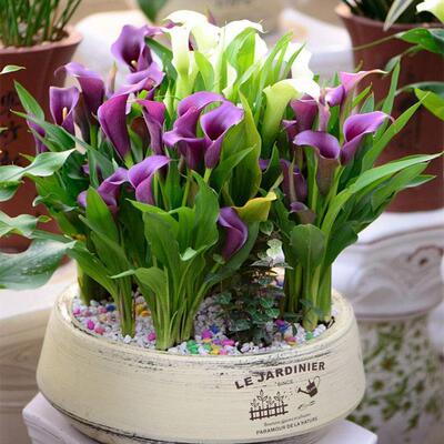Four-season planting of imported calla lily bulbs