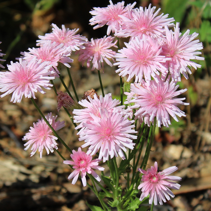 “以花传递温柔心意”桃色千本蒲公英 点缀阳台超治愈 易种零难度