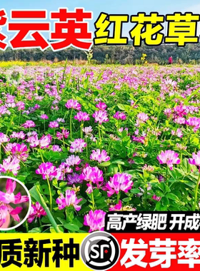 All-Season Chinese Milk Vetch Seeds for Sale
