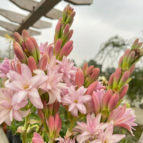 Selling tuberose bulbs, easy to grow in all seasons